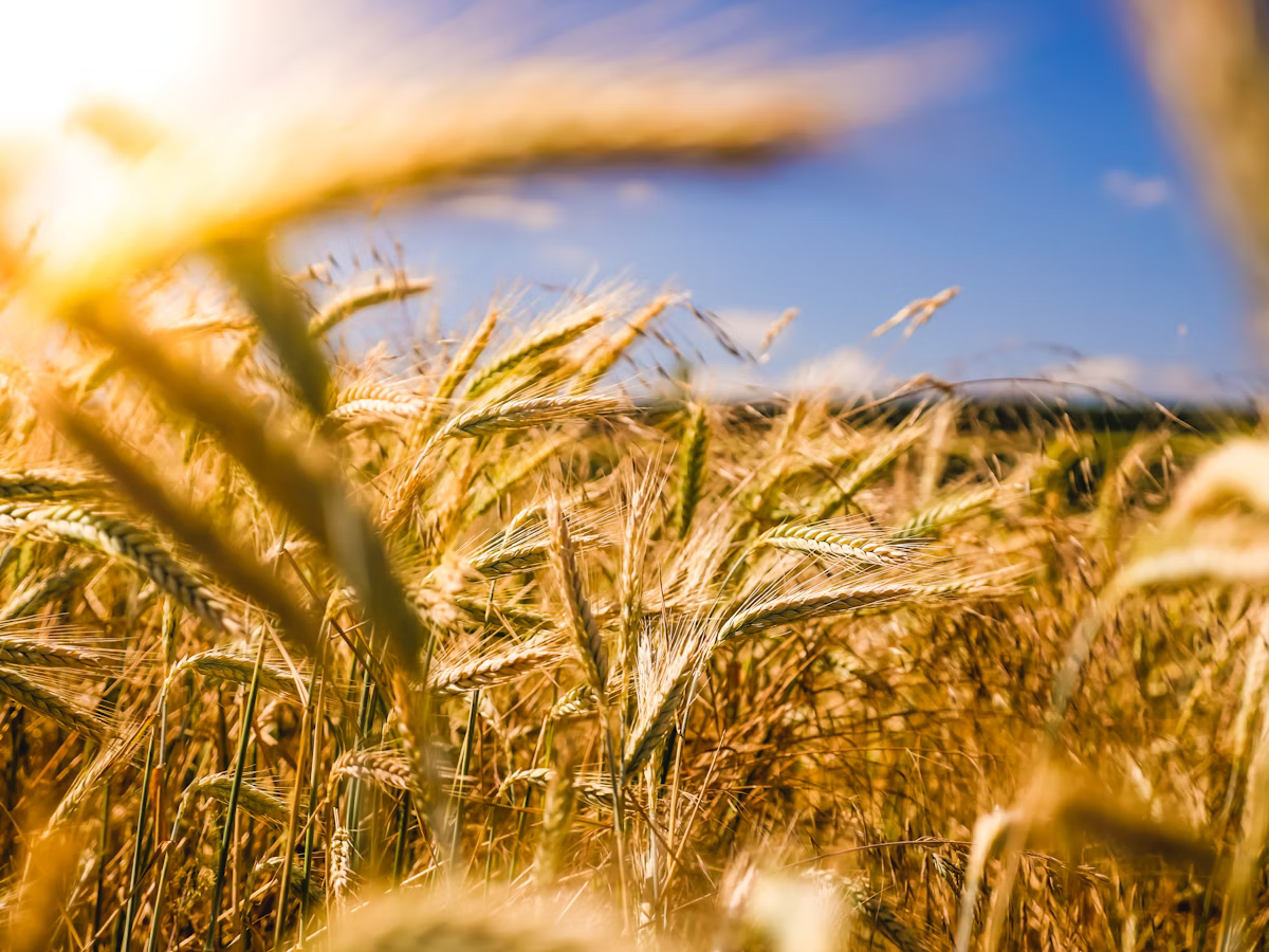 Why Eco-Friendly Fertilizers Are the Future of Farming