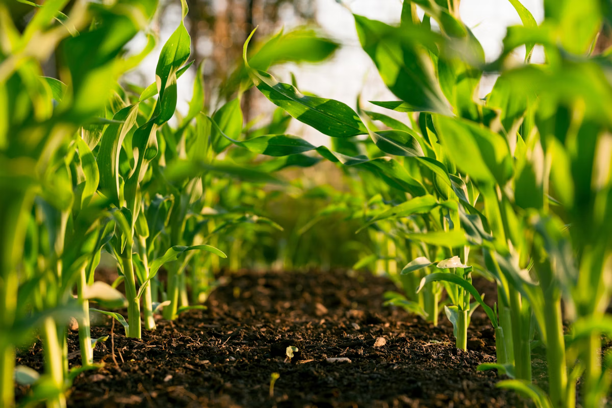 The Future of Farming: Innovations with Agrofer