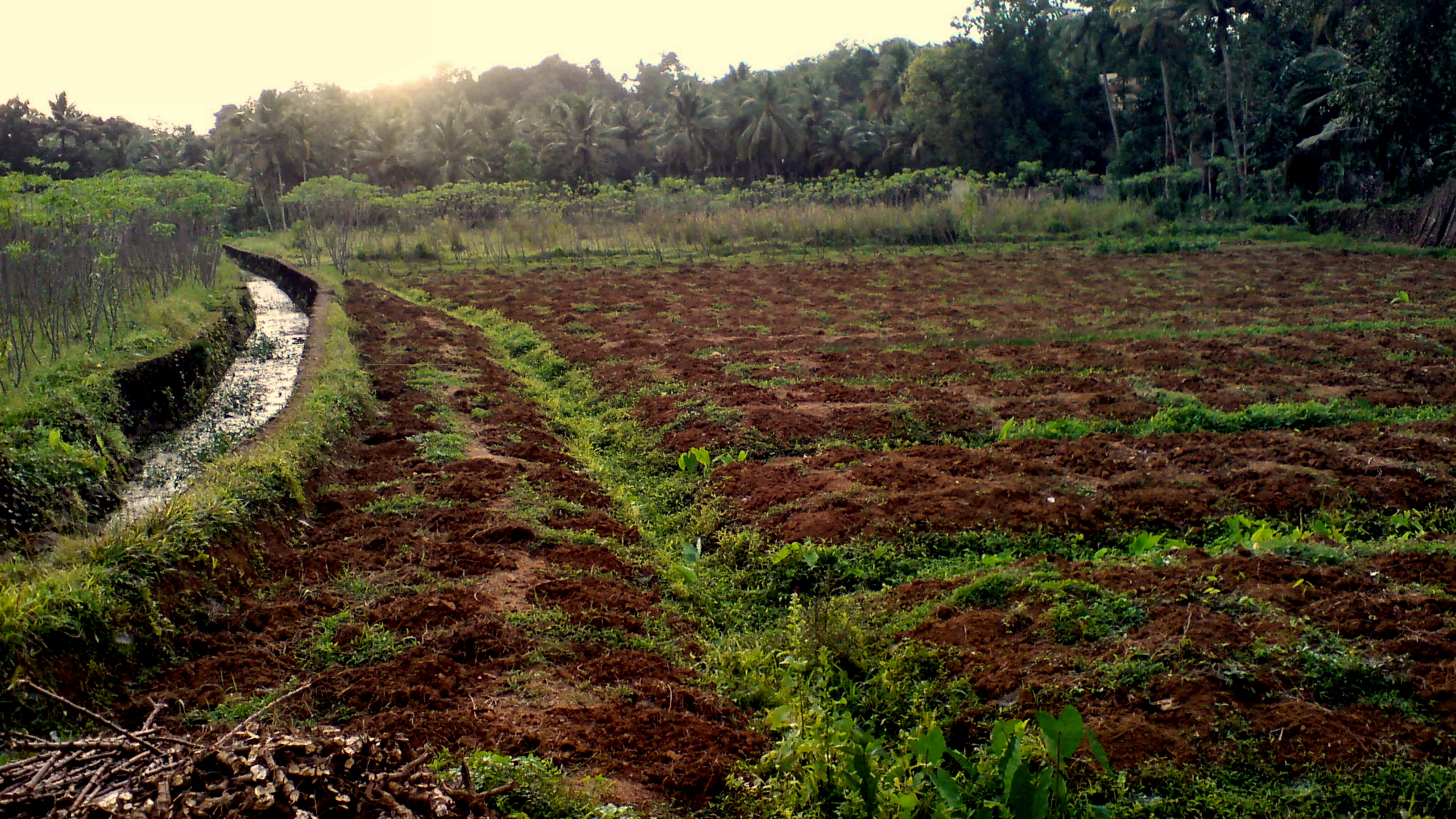 Nitrogen Fertilizers